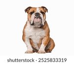 English Bulldog, 5 years old, sitting and looking at the camera showing a tooth, isolated on white, remastered