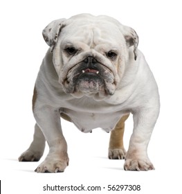 English Bulldog, 5 years old, standing in front of white background