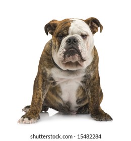 english Bulldog (6 months) in front of a white background