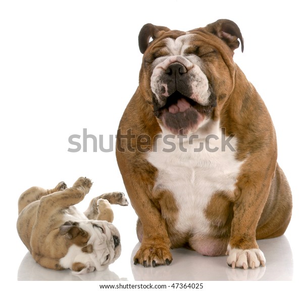 when does a bulldog mature