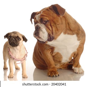 english bulldog annoyed with pug puppy that is wearing collar that is too big