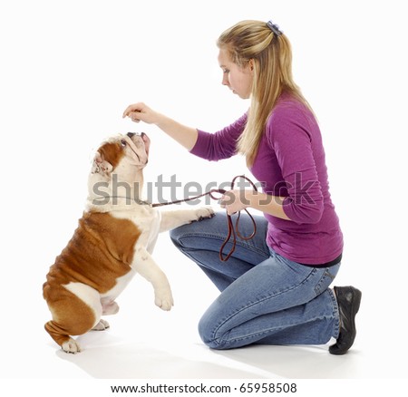 english bulldog being taught by owner to sit pretty on white background