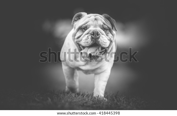 English Bulldog Black White Photo Stock Photo (Edit Now) 418445398