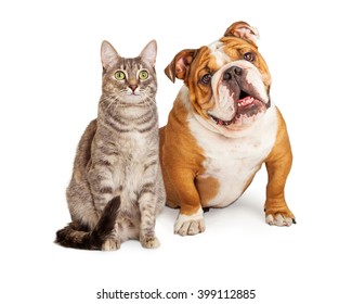 do bulldogs get along with cats