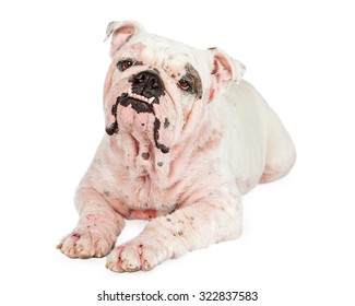 55 Demodex canis Images, Stock Photos & Vectors | Shutterstock