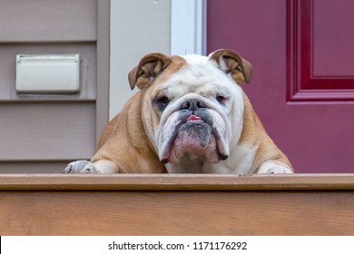 An English bulldog or British bulldog sits on the exterior step of a home with a pink door and beige siding. The grumpy dog is looking straight ahead and has its tongue sticking out. It looks funny.