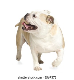 english Bulldog cream and white walking in front of white background