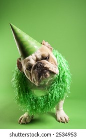 English Bulldog With Curious Expression Wearing Lei And Party Hat And Sitting On Green Background.