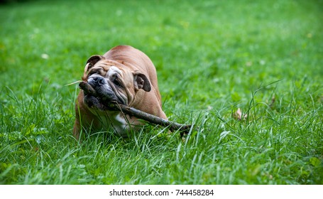 English Bulldog Dog Playing on the Grass. Branch of Tree in Mouth
