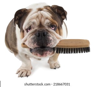 English Bulldog Dog Sit With A Brush In His Mouth Isolated On White Background