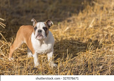 English bulldog dog standing outdoors, puppy