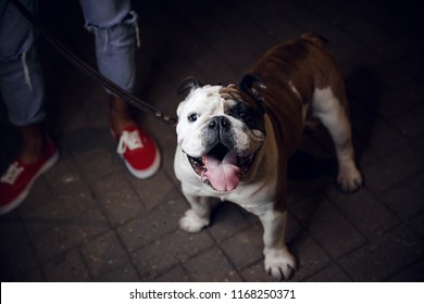 English Bulldog.The Dog For A Walk In The Night