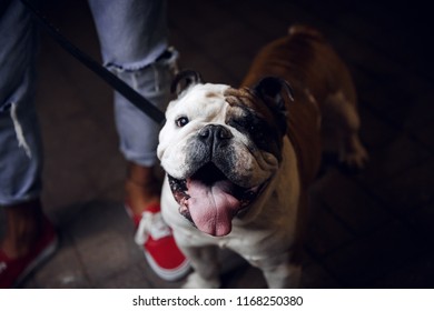 English Bulldog.The Dog For A Walk In The Night