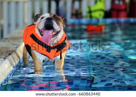 English Bulldog, Dog wear life jacket in swimming pool