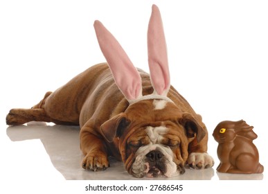 English Bulldog Dressed As Easter Bunny Laying Beside Chocolate Bunny With Bite Out Of Ears