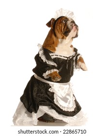 English Bulldog Dressed Up As A Maid Isolated On A White Background