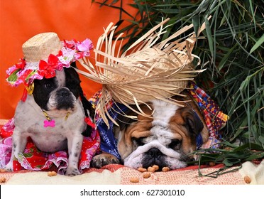 English Bulldog Dressed As A Redneck Sleeping At The Junin Party