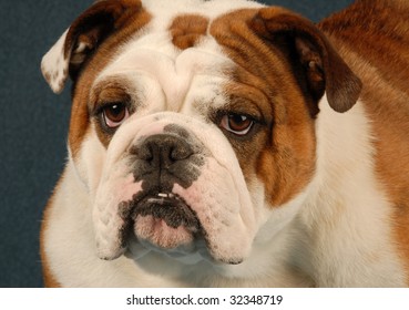 full grown female english bulldog