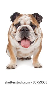 English bulldog in front of a white background