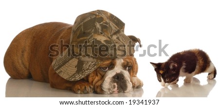 english bulldog with funny expression and sweet kitten approaching