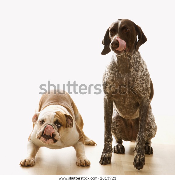 English Bulldog German Shorthaired Pointer Sitting Stock Photo