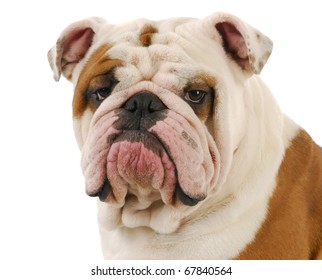 english bulldog head portrait on white background