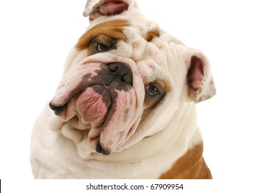 english bulldog head portrait on white background