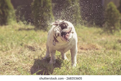 English Bulldog Head Shake