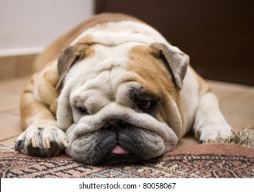 English Bulldog Laying Down On Carpet Stock Photo 80058067 | Shutterstock