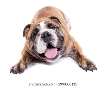 English bulldog laying isolated on a white background
