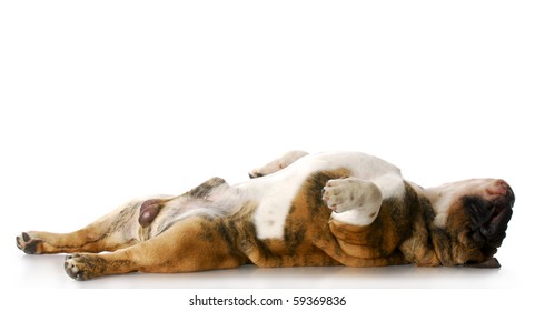 english bulldog laying on back stretched out sleeping with reflection on white background