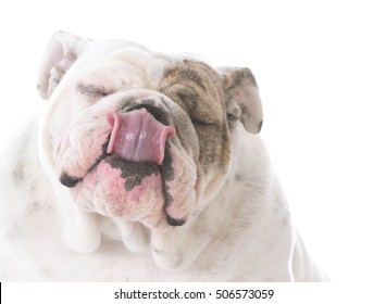 English Bulldog Licking Lips Isolated On Stock Photo 506573059 ...