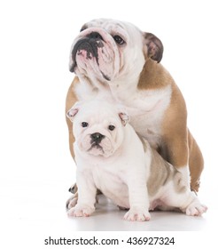 English Bulldog Mother Daughter On White Stock Photo (Edit Now) 436927324