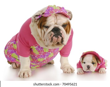 English Bulldog Mother And Puppy Wearing Matching Pink Outfits On White Background