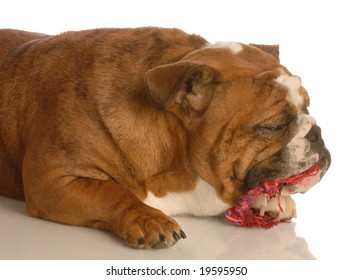 English Bulldog Playing With Corded Dog Tug Rope Toy