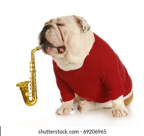 english bulldog playing musical instrument with reflection on white background