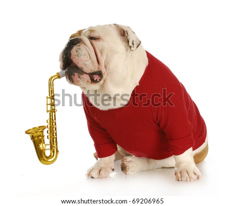 english bulldog playing musical instrument with reflection on white background