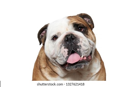 5,675 Dog Head Tilt Images, Stock Photos & Vectors | Shutterstock