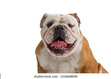 4,235 English Bulldog Standing Images, Stock Photos & Vectors 