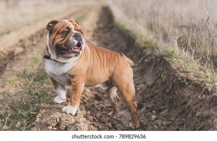 32,594 English bulldog Images, Stock Photos & Vectors | Shutterstock