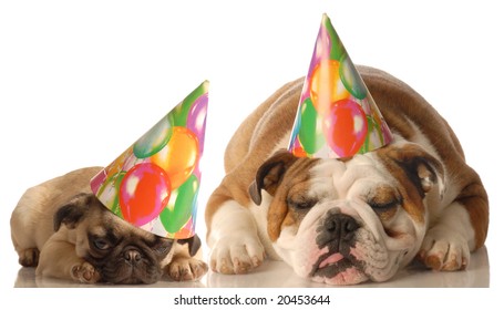 454 English bulldog birthday Images, Stock Photos & Vectors | Shutterstock