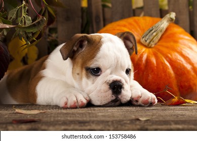 English bulldog and a pumpkin