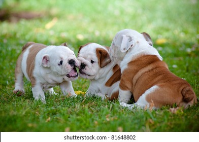 English bulldog puppies playing together