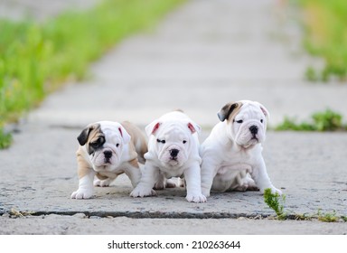 English Bulldog Puppy