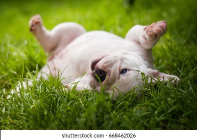 English Bulldog Puppy