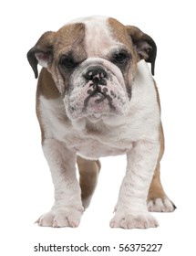 English Bulldog puppy, 4 months old, standing in front of white background