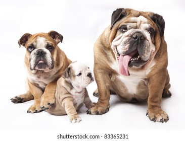 English Bulldog Puppy And  Adult Dog