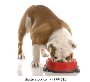 English Bulldog Puppy Eating Out Of Dog Food Dish With Reflection On White Background