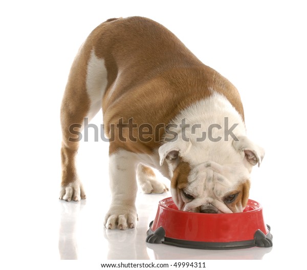 English Bulldog Puppy Eating Out Dog Stock Photo (Edit Now