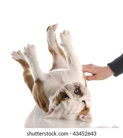 English Bulldog Puppy Getting A Tummy Rub